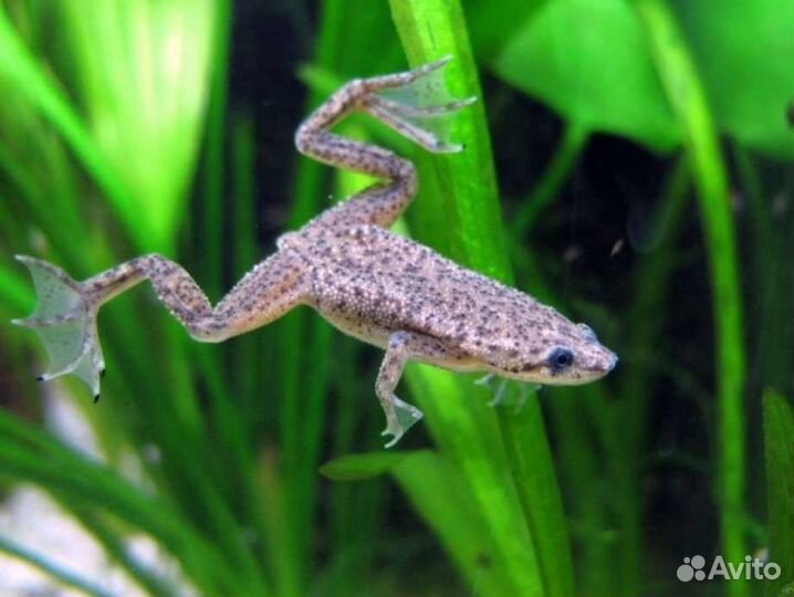 Карликовая лягушка Аквариумные рыбки и растения