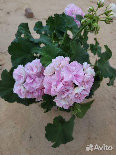 Пеларгония герань