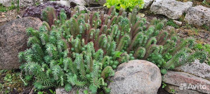 Растения для сада