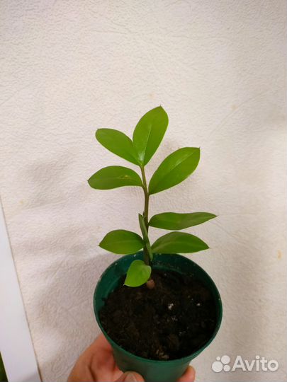 Замиокулькас долларовое дерево