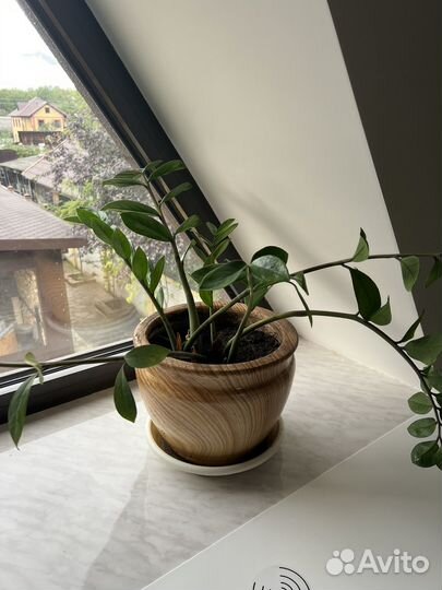 Замиокулькас