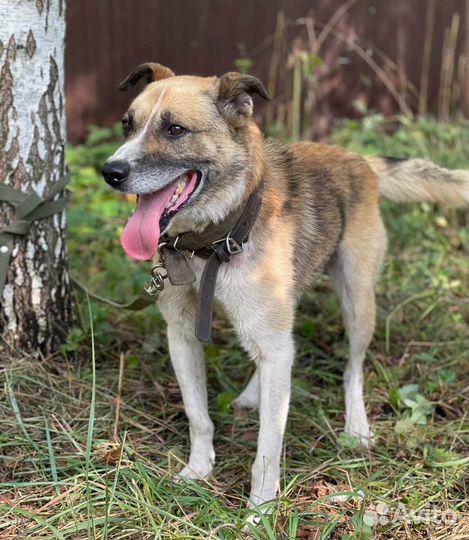 Молодой кобелек