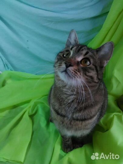 Кот Степан ищет компаньона и дом