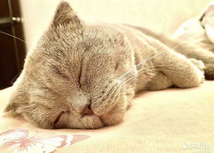 Шотландский вислоухий кот