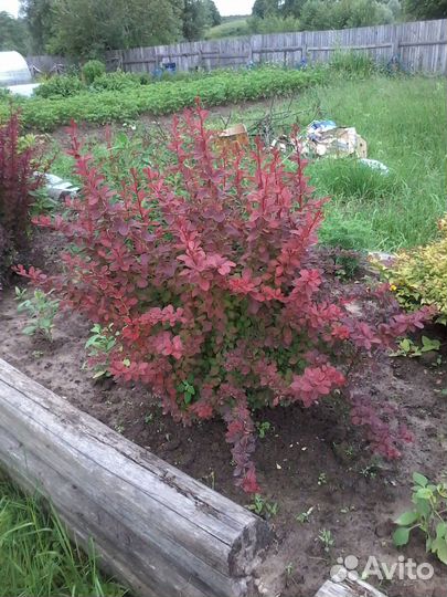 Саженцы декоративных кустарников