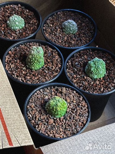 Pseudolithos migiurtinus