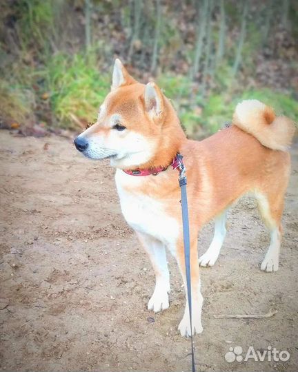 Собака сиба ину