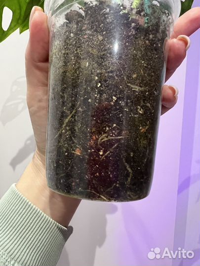 Монстера адансони