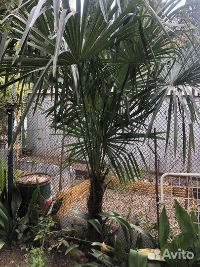 Пальма веерная