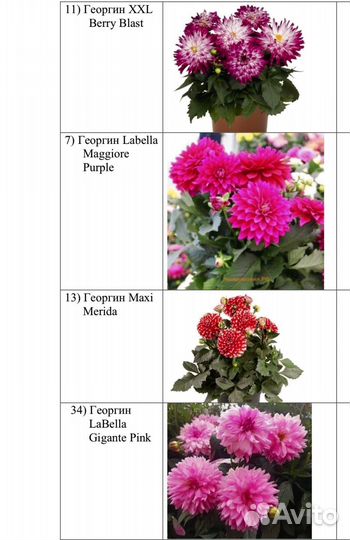 Георгины вегетативные