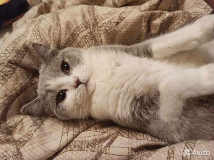 Изящная девочка, британка