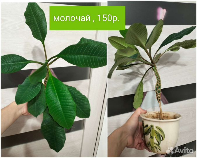 Комнатные растение разные