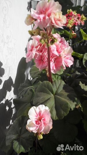 Сортовые пеларгонии