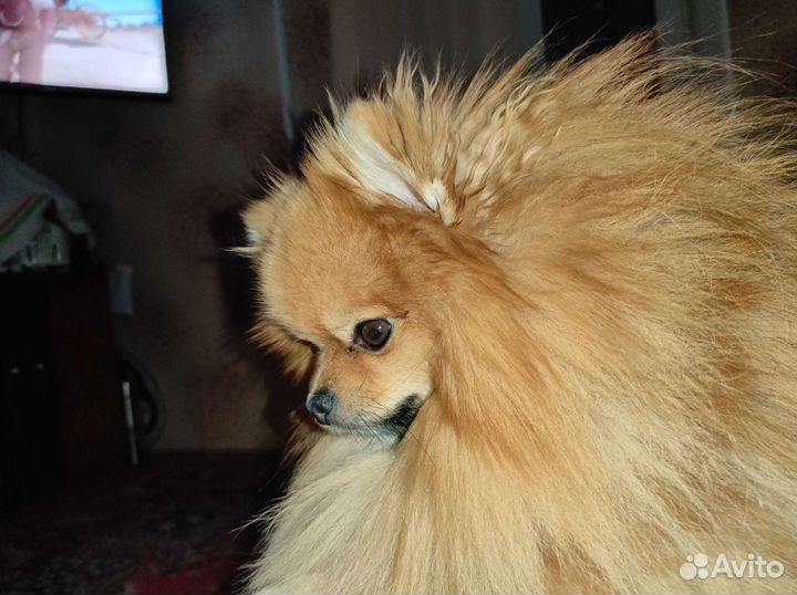 Шпиц померанчик на вязку