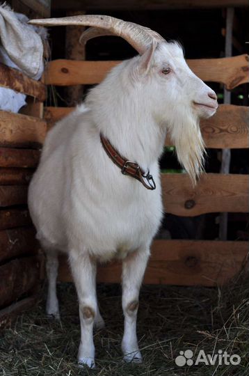 Альпо- нубийский козел