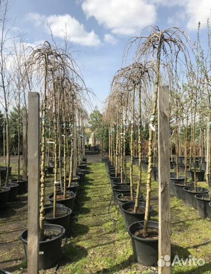 Саженцы Шелковицы Пендула Плакучая на Штамбе