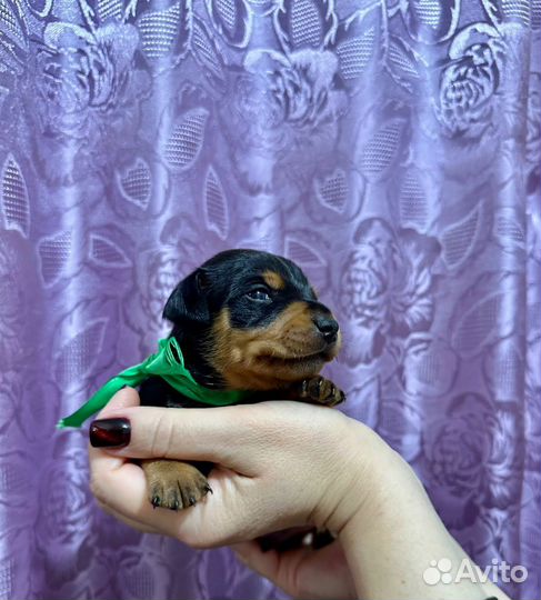 Цвергпинчер