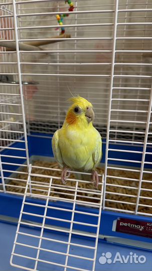 Попугай Корелла мальчик 2 года