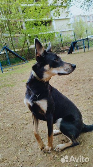 Выгульщик собак