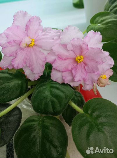 Фиалка-цветущие стартеры