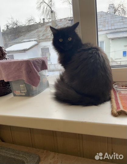 Котик в добрые руки