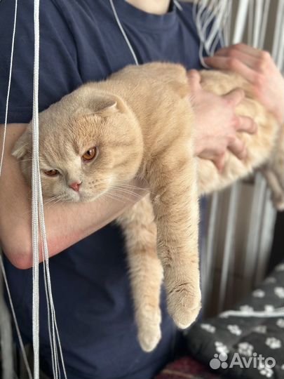 Шотландский кот вязка