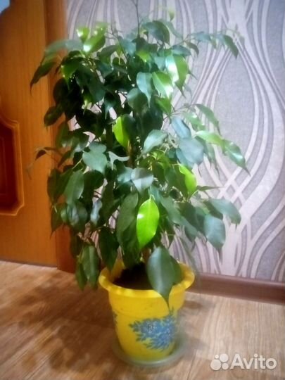 Фикус бенджамина