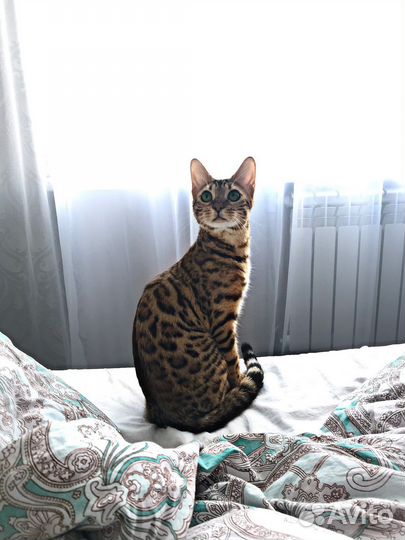 Бенгальская