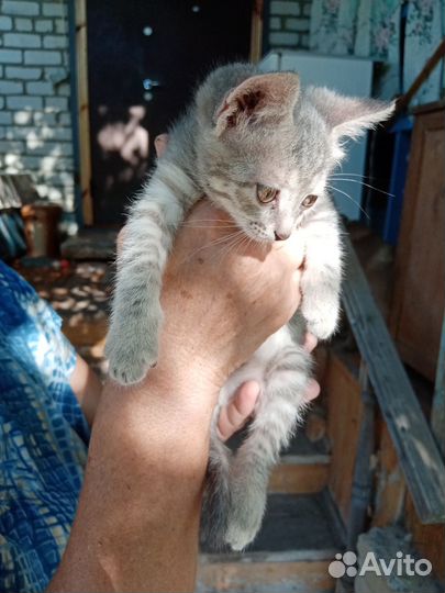 Глаша в надежные руки