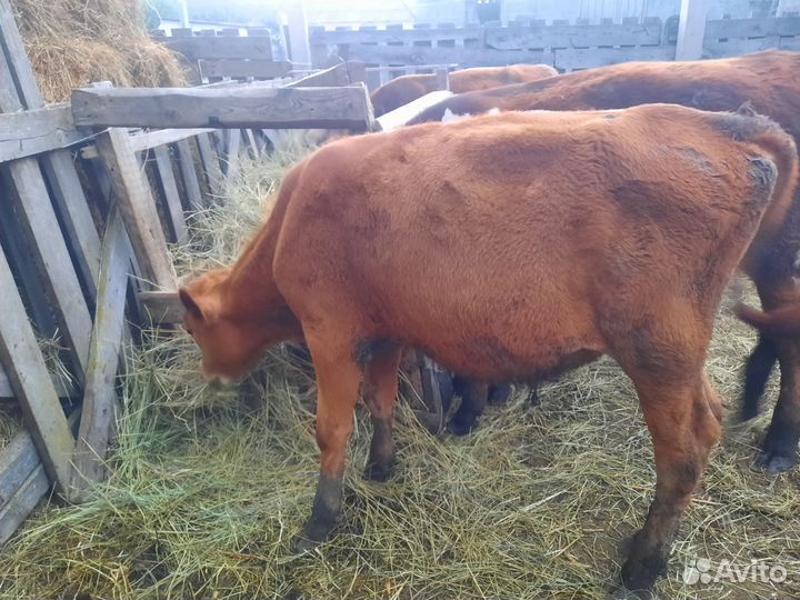 Телята бычки 5 6 месяцев