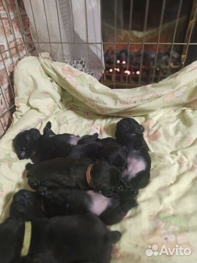 Щенки мопса черные