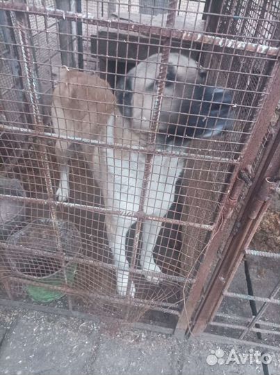 Отдам в охрану среднеазитского кабеля