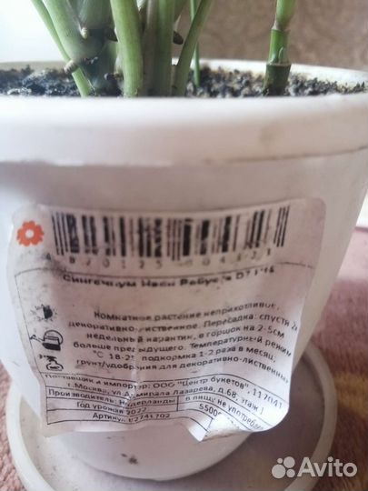 Сингониум Неон Робуста