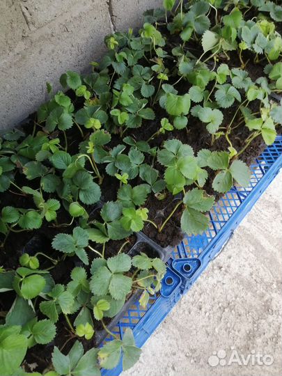 Рассада клубники