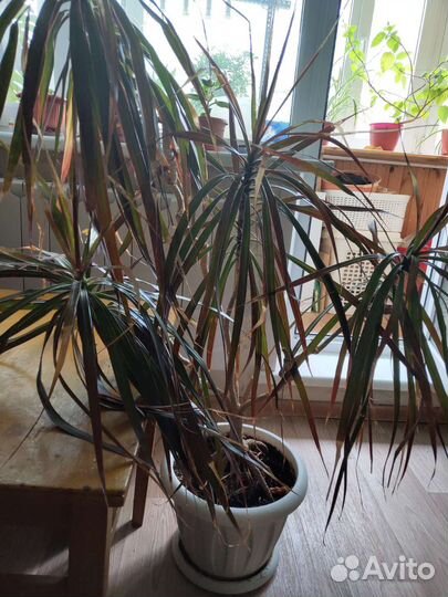 Пальма драцена