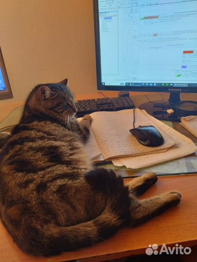 Отдам Кота в добрые руки