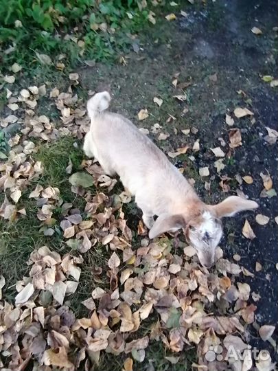 Продаю козлят