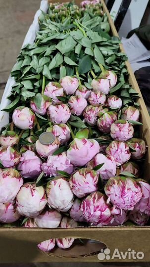 Пионы опт коробка доставка цветы Москва