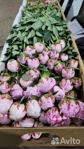 Пионы опт коробка доставка цветы Москва