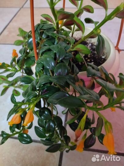 Комнатные цветы / Немантантус