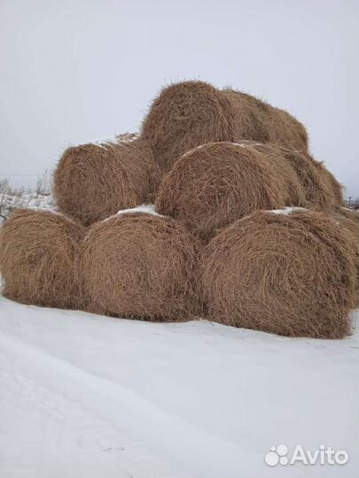Солома пшеничная