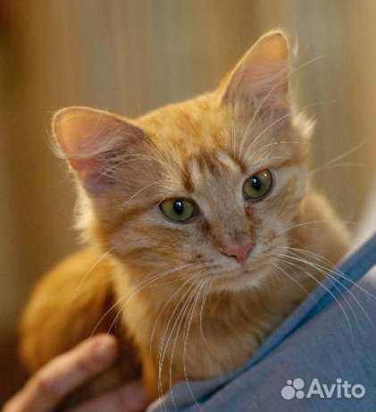 Невозможно милый юный котик Посс. Лесной приют