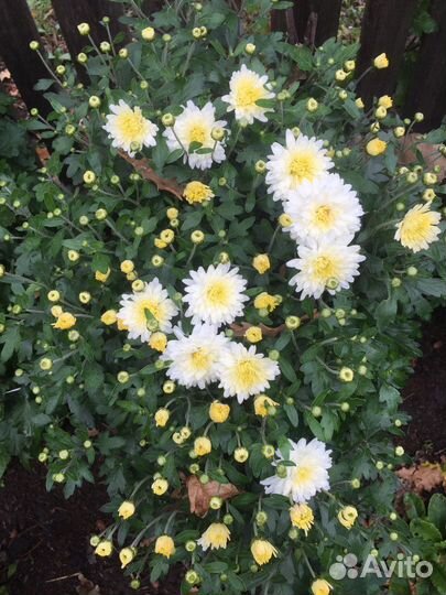 Хризантемы