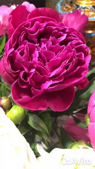 Многолетние цветы для сада