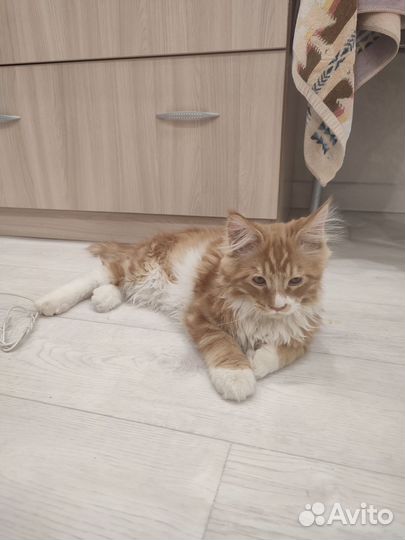 Рыжий котенок мальчик