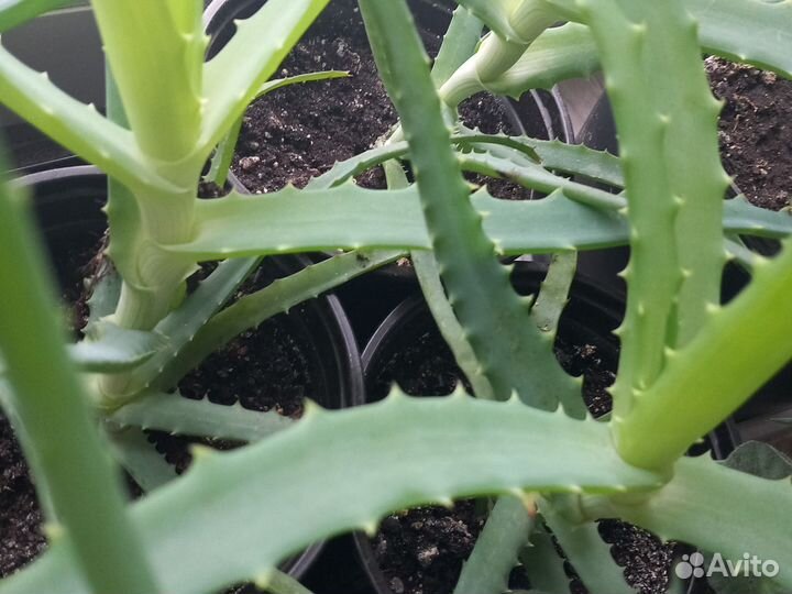 Лечебное алое