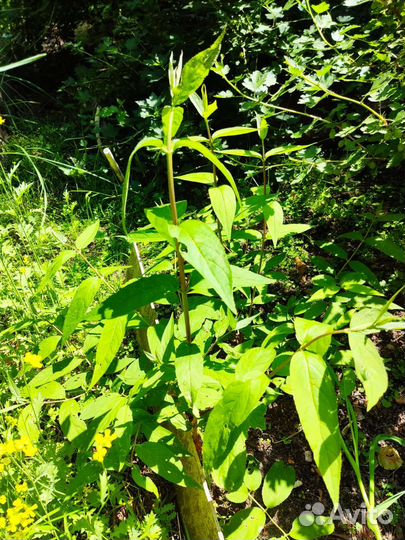 Будлея, персик,магония, гортензия, дейция и другие