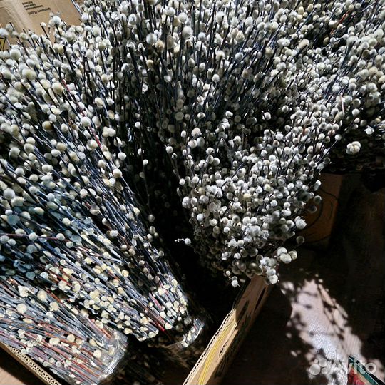 Верба оптом