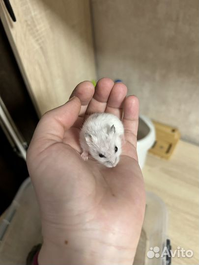 Джунгарский хомяк