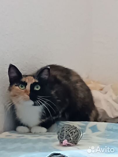 Кошки ищут дом